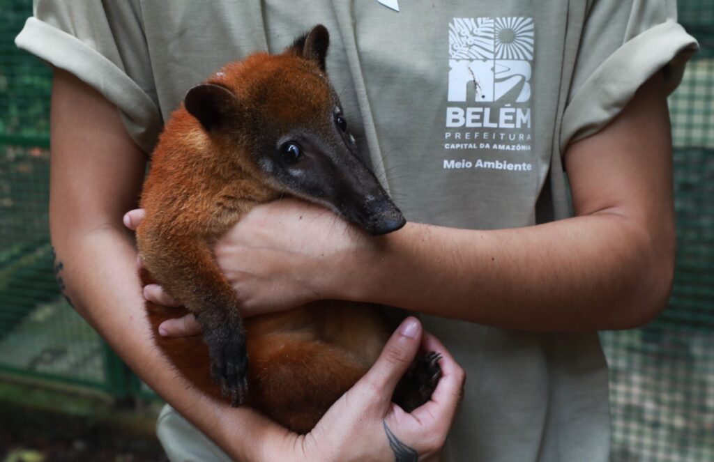Bosque de graça: Público pode visitar quati afilhado de Nando Reis